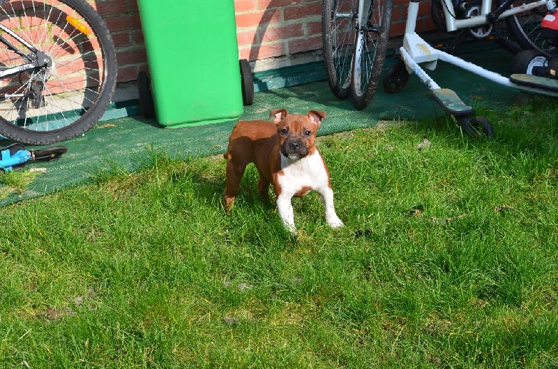 Lemon Earth Of Lady Staffie