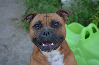 Earth Of Lady Staffie